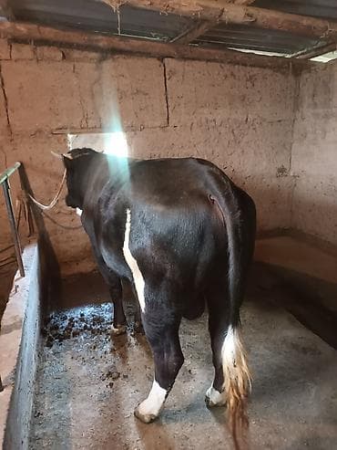 семис тайлар: Продаю | Бык (самец) | Швицкая | Для разведения | Племенные — 6