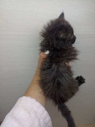 куплю недорого щенка немецкой овчарки: Кошка даром: Беспородная, 2 месяца, Мальчик, Приучена к лотку — 2