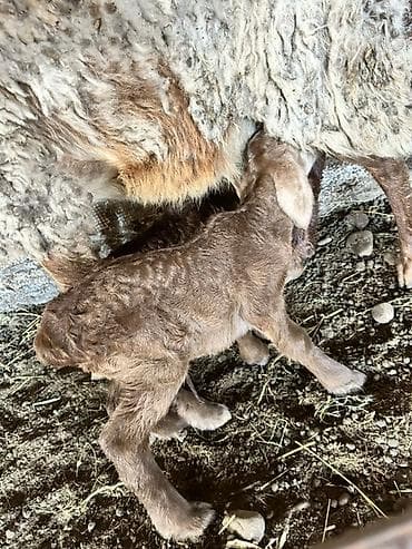 Ветеринар кызматы: Сатам | Козу | Көбөйтүү үчүн | Асыл тукумдуу — 1