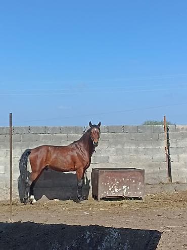 продаю конь: Продаю | Жеребец | Для разведения — 2