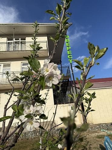 каганат пансионат инстаграм иссык куль: «Эверест» конок үйүндо чоң компания үчүн бардык шарттар түзүлгөн — 3