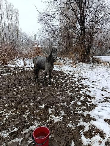 жылкы жорго: Сатам | Байтал | Кара Жорго | Ат спорту — 2