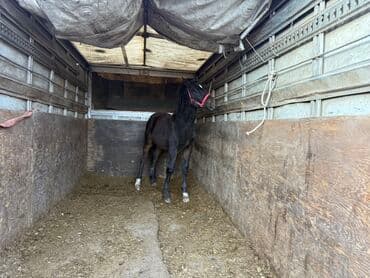 Грызуны: Продаю | Жеребенок | Для разведения | Племенные — 5