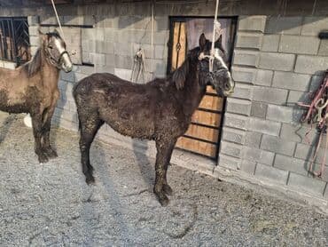 охотничий собака дратхар: Продаю | Жеребец | Рабочий — 3