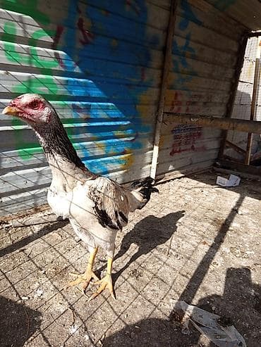 индоутка с утятами: Продаю | Петух | Бойцовая | Для разведения — 1