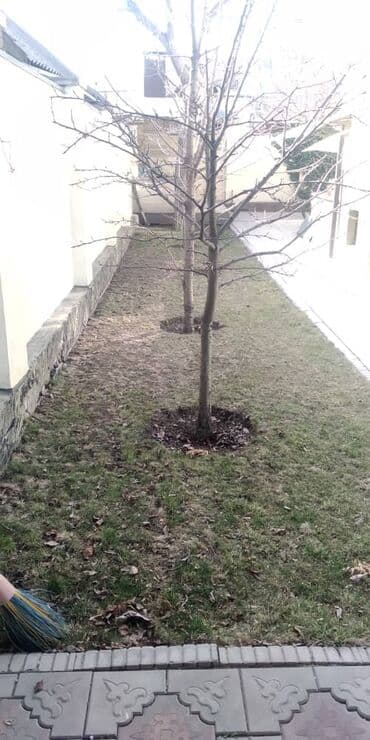 ночь охрана: Осенняя обрезка плодовых деревьев обработка от вредителей грибковых — 3