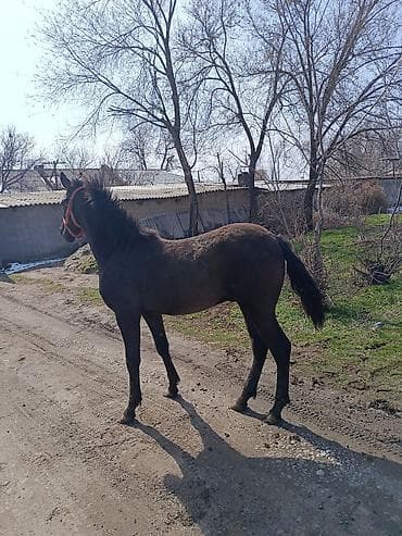 Козы, козлы: Продаю | Жеребец | Для разведения | Племенные — 3