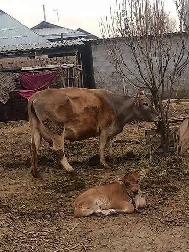 обмен на корову: Продаю | Корова (самка) | Полукровка | Для молока | После отела — 3