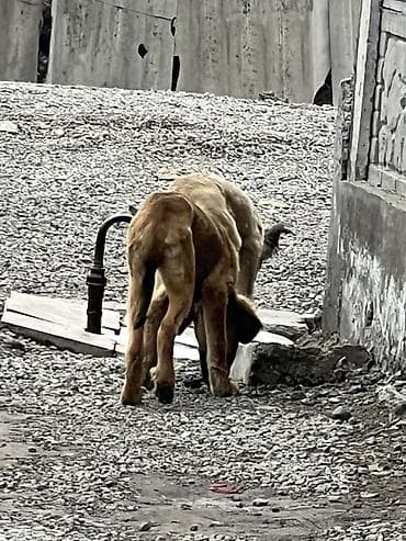 бесплатные шенки: Собака даром: 4 месяца, Самец — 1