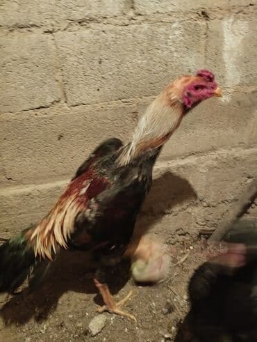 купить собаку доберман в бишкеке: Продаю | Петух | Бойцовая | Для разведения — 2