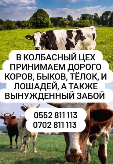 Куплю | Коровы, быки, Лошади, кони, Другие с/х животные | Забитый, На забой, на мясо