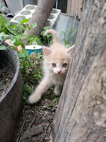 кошка маленькие: Отдам котят в хорошие руки. приучены ходить в латок, кушают сами очень — 1