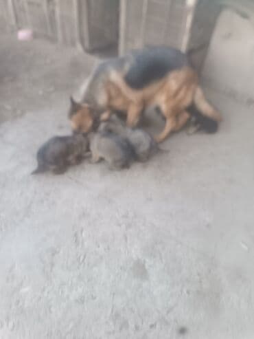 Щенки немецкой овчарки - На фото мама-овчарка и помёт щенков. - Окрас — 1