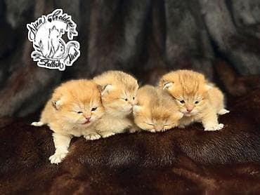 каракол кошка: Скотиш Фолд (Шотландиялык шалпаң кулак), 1 айлык, Эркек, Алтын шиншилла, Лотокко барууга үйрөтүлгөн — 4