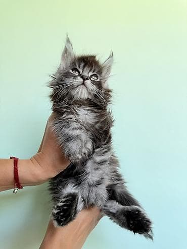 кошка регдолл: Мейн-кун, 1 месяц, Мальчик, Приучена к лотку, Проглистована, С документами — 5