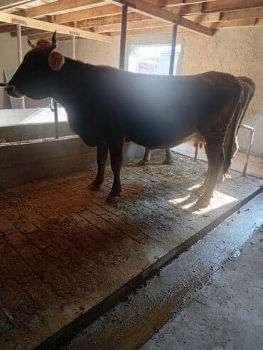 домик для собака: Сатам | Уй (ургаачы) | Сүт алуу үчүн | Байланган — 4