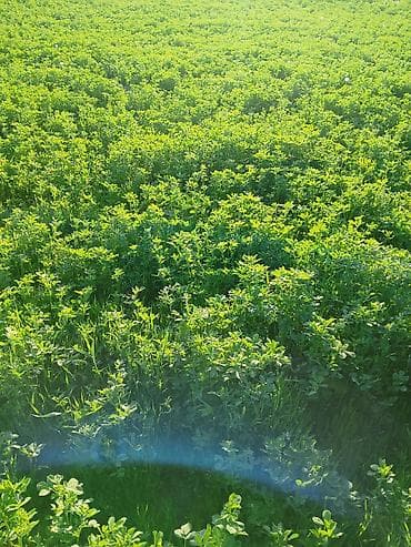 пр чуй: 2 соток — 6