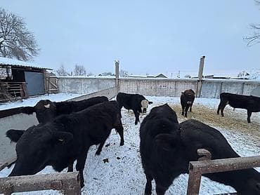 ургачы кулун: Сатам | Бука (эркек) | Бордоп семиртүү үчүн — 5