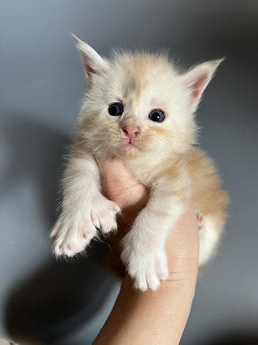 росс 308: Ласковые гиганты котята Мейн-куны полидакты 🥳🥳🥳 Чистокровный мейн — 2