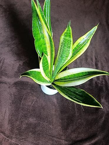 фикус купить: Комнатные растения в горшках/кашпо Ассортимент: - Аллоказия — 7