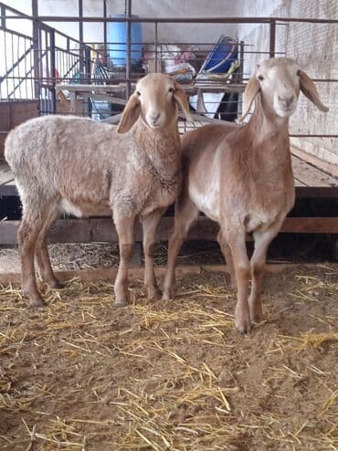 купить барашку: Продаю | Ягненок | Для разведения | Ярка — 1