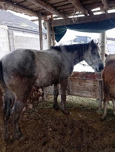 Кошки: Продаю | Конь (самец) | Рабочий — 1