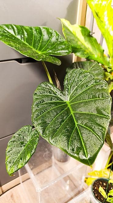 цветы алоказия: Алоказия Решал Шилдс (Alocasia RegalShilds)— декоративно-лиственное — 1