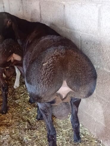 Собаки: Продаю | Овца (самка) — 5