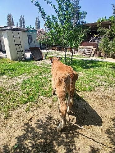 боксер собака купить: Продаю | Бык (самец) | Швицкая | На откорм | Искусственник — 2