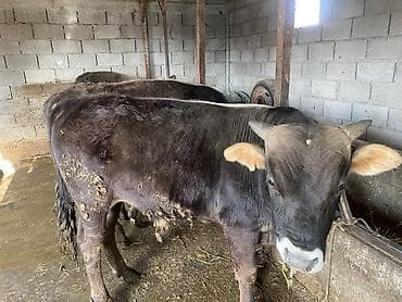 бычки телята: Продаю | Бык (самец) | На откорм — 10