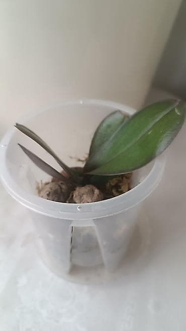 алоэ вера: Мини-орхидея (Phalaenopsis) в прозрачном пластиковом стаканчике. - — 2
