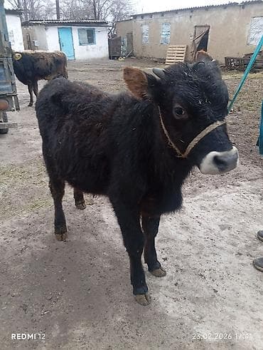 бык бык: Продаю | Бык (самец) | На откорм | Привязанные — 6
