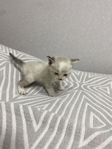 котенок даром: Котята в добрые руки - Дата рождения: 7 марта (указано на постере). - — 2