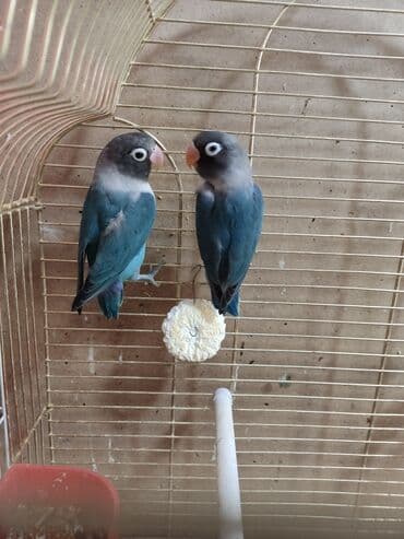 попугай неразлучник купить: Масковый неразлучник считается одним из самых красивых видов — 4