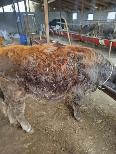 подушка для кота: Продаю | Бык (самец) | На откорм | Привязанные — 4