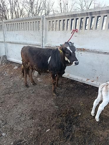 малёк рыбы: Продаю | Бык (самец) | Полукровка | На откорм | Привязанные — 2