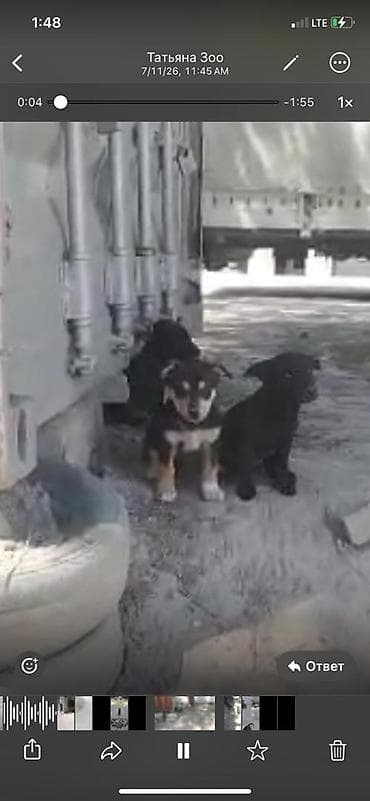 Животные: Щенки дворняжки🐶 Ищем любящих хозяев для замечательных щенков! Четыре — 6