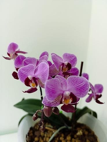 обувь корея: Фаленопсис в горшкена всех вото 4 горшочных цветка. каждое растение по — 1