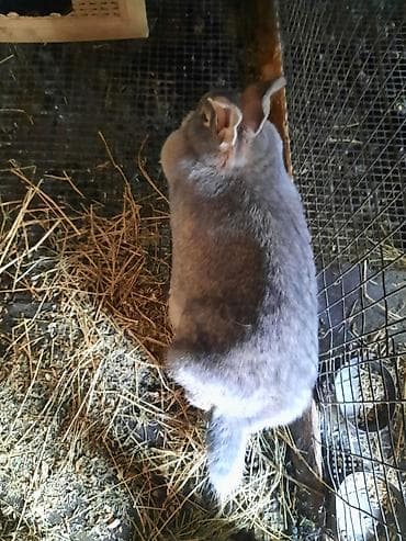 кролики калифорния: Продаю | Крольчиха (самка) — 3