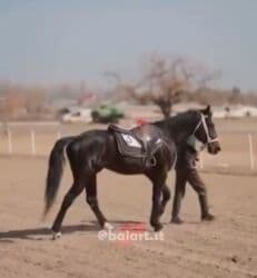 Грызуны: Продаю | Конь (самец) | Конный спорт | Племенные — 1