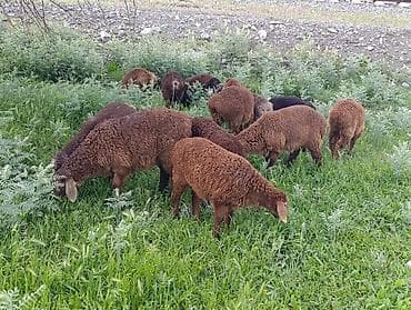Продам с/х животных: Продаю | Овца (самка), Ягненок, Баран (самец) | Полукровка | Для разведения | Ярка — 4