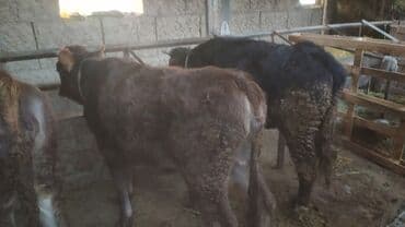 корм фарели: Сатам | Бука (эркек) | Бордоп семиртүү үчүн | Байланган — 4