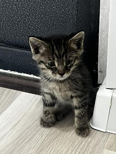 отдам породистых котят: Котёнок тигрового окраса. продаются обои один мальчик вторая девочка — 3