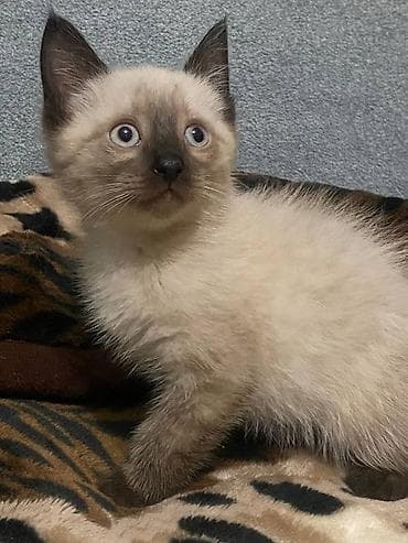 мышык кошка: Тай, 2 айлык, Эркек — 1
