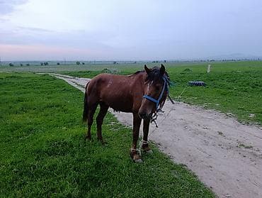 орловский рысак купить в россии: Продаю | Конь (самец), Жеребец | Полукровка | Для разведения, Рабочий — 5