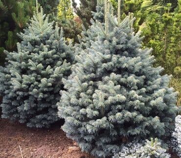 можжевельник скальный: Саженцы деревьев: Ели — 2