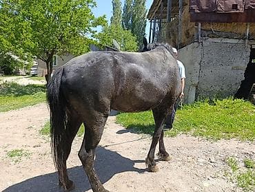 Продаю | Кобыла (самка) — 3