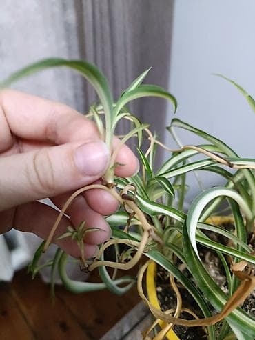 семена пшеницы цена: Продам отросток дикой фасоли кушать нельзя очень красивое дерево — 5