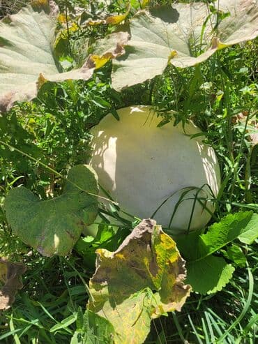 продам тыкву: Тыква, кормовой выращенная в условиях огорода, представлена в разных — 3