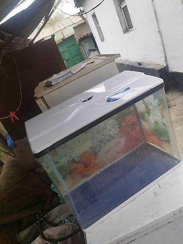 один штук: Аквариум с крышкой и задним фоном - Прямоугольный аквариум с — 2